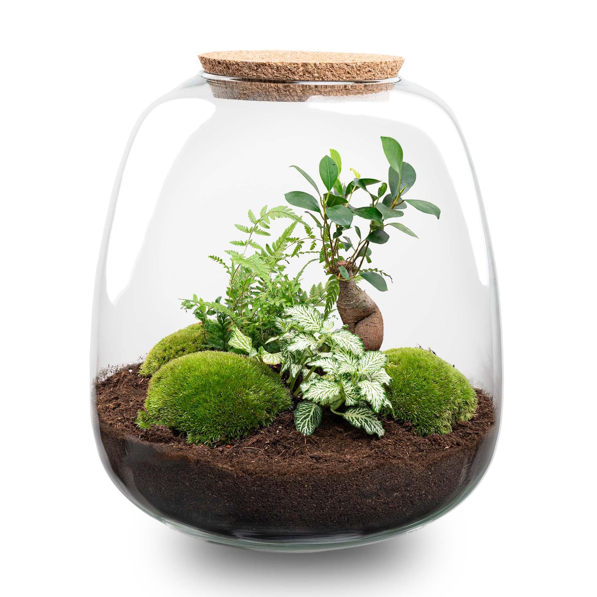 Plant Terrarium - Emma - Diy Kit - ↑ 25 Cm - Ø 23 Cm - Afbeelding 11