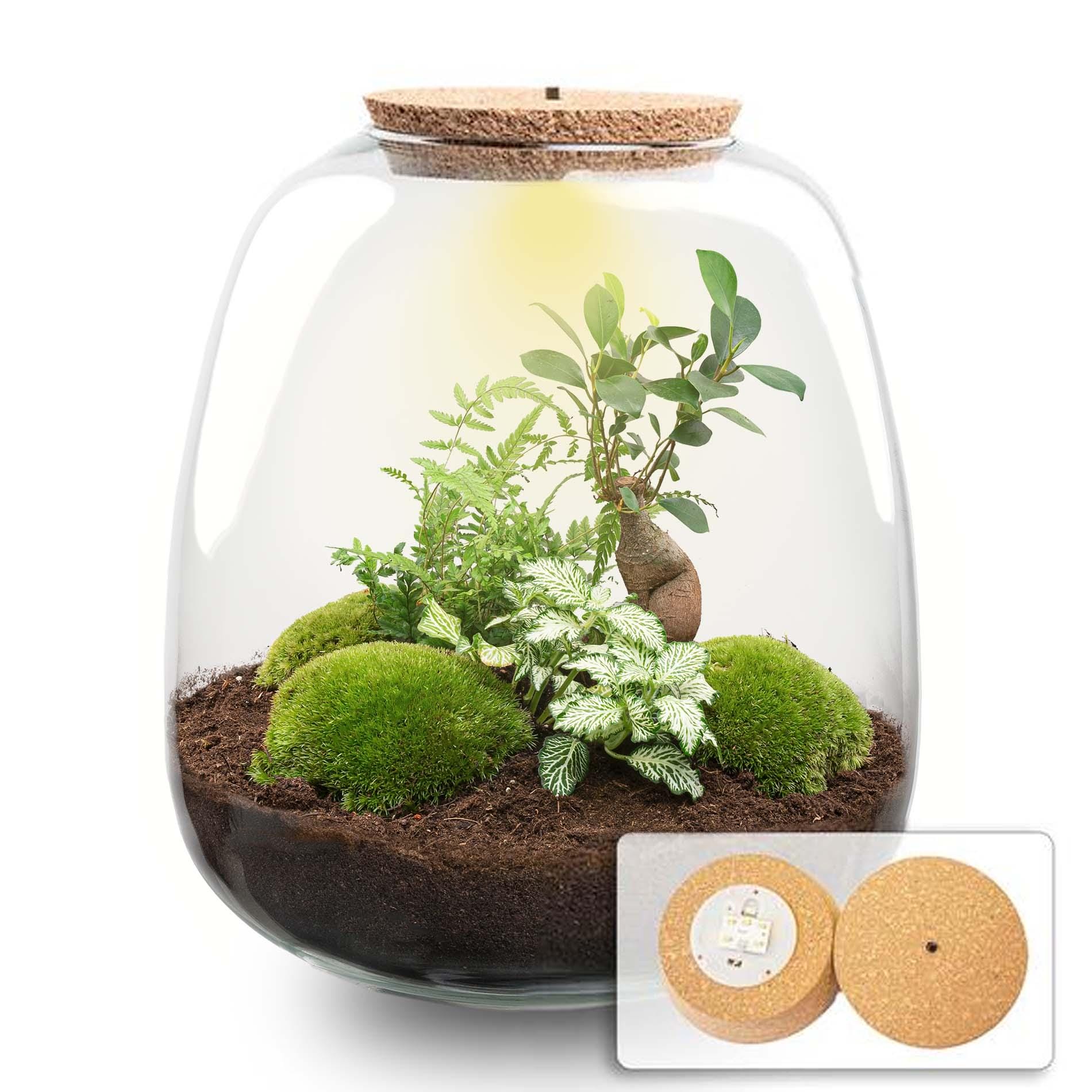 Plant Terrarium - Emma - Diy Kit - ↑ 25 Cm - Ø 23 Cm - Afbeelding 12