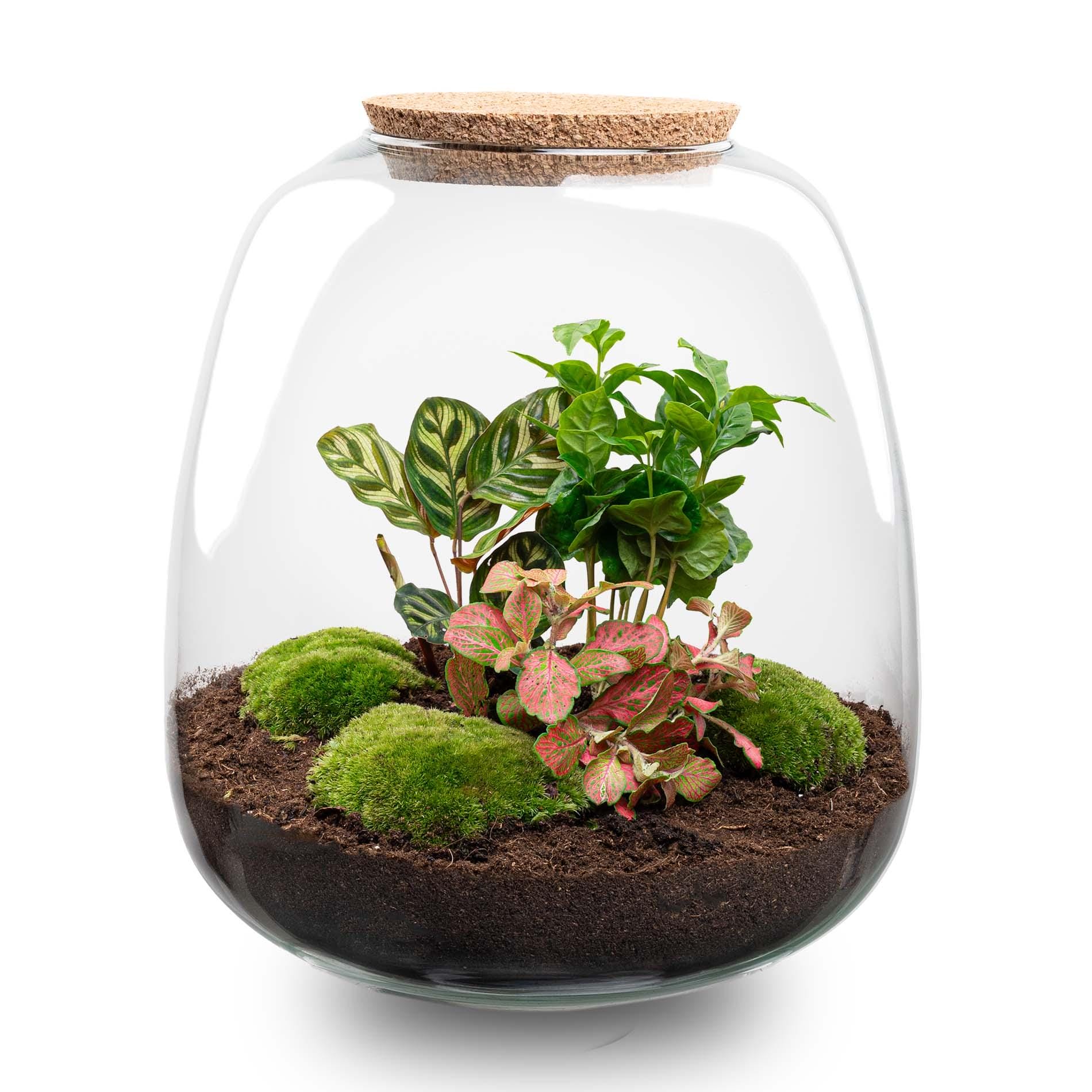 Plant Terrarium - Emma - Diy Kit - ↑ 25 Cm - Ø 23 Cm - Afbeelding 13