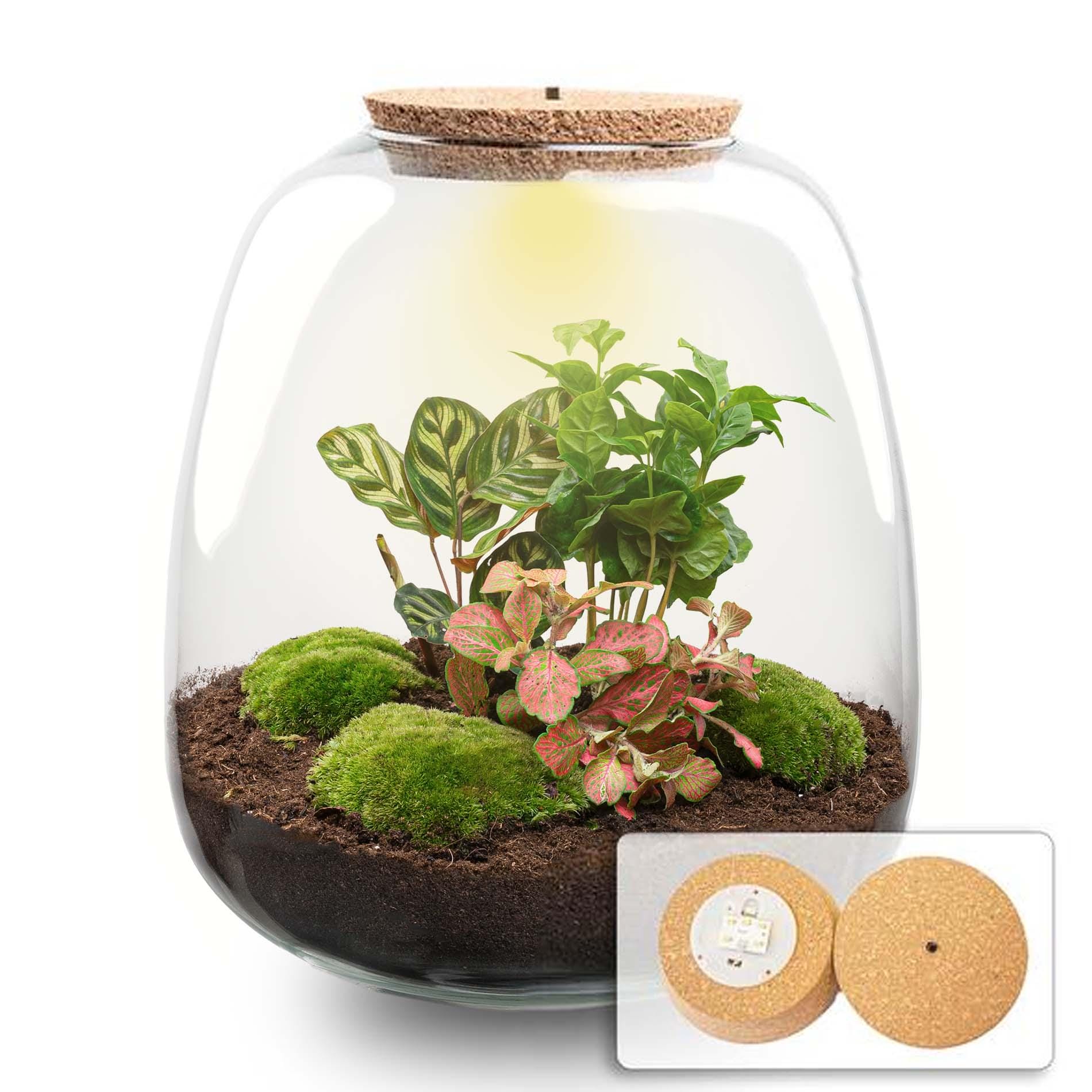 Plant Terrarium - Emma - Diy Kit - ↑ 25 Cm - Ø 23 Cm - Afbeelding 14