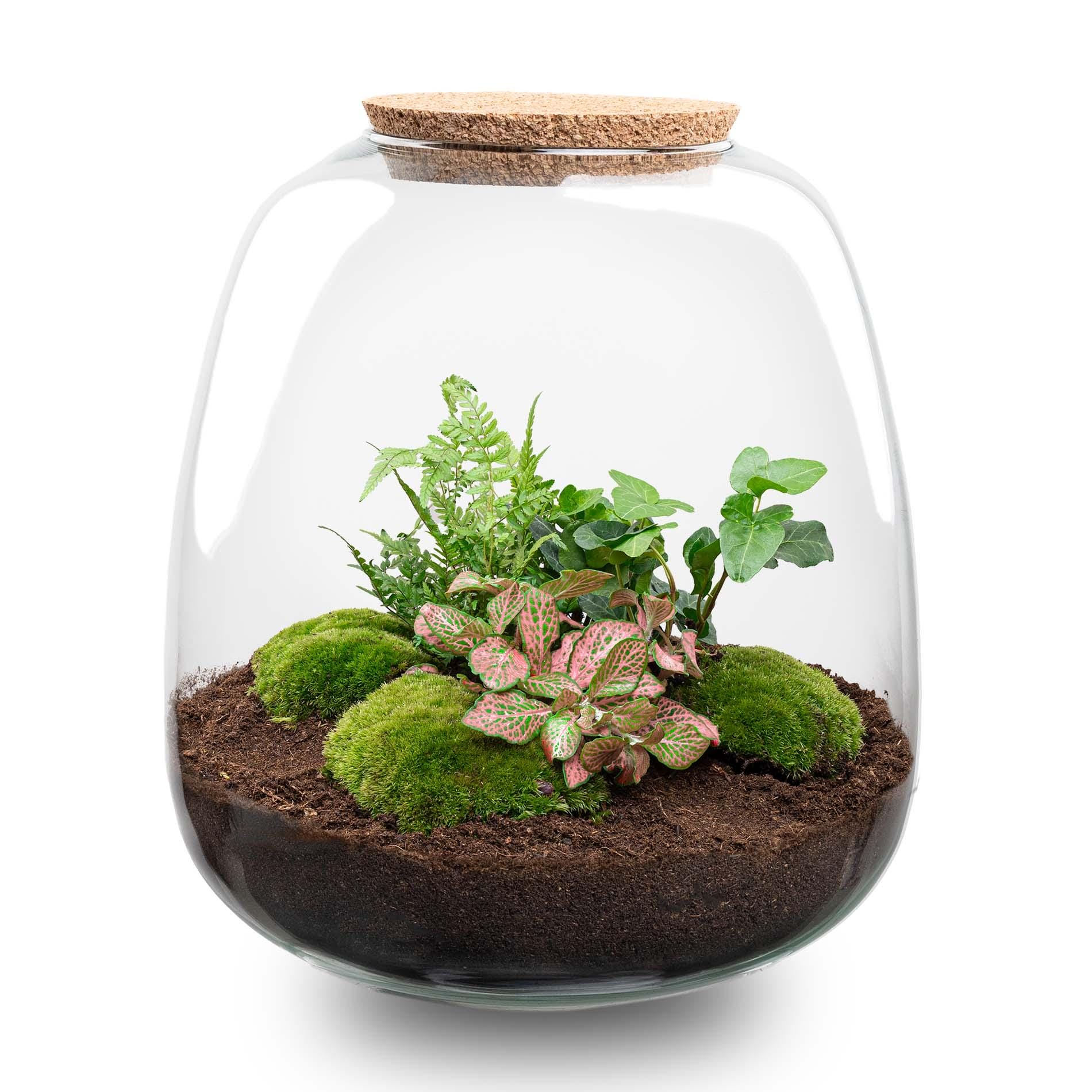 Plant Terrarium - Emma - Diy Kit - ↑ 25 Cm - Ø 23 Cm - Afbeelding 15