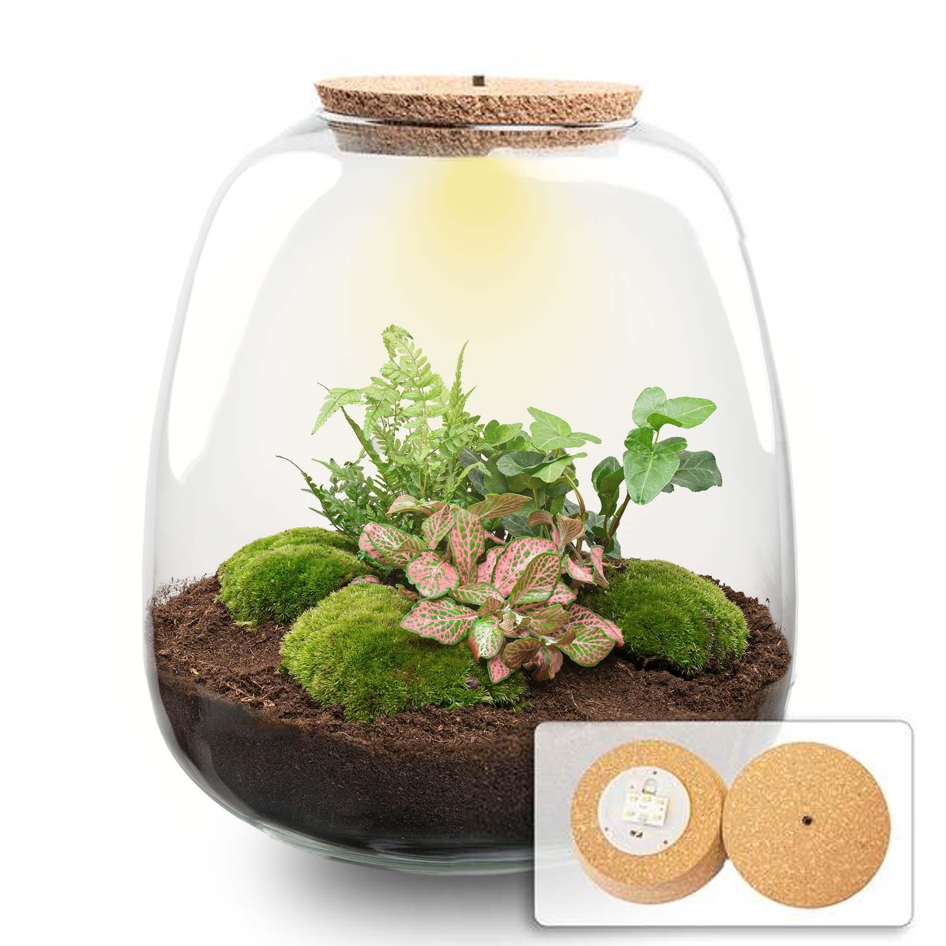 Plant Terrarium - Emma - Diy Kit - ↑ 25 Cm - Ø 23 Cm - Afbeelding 16