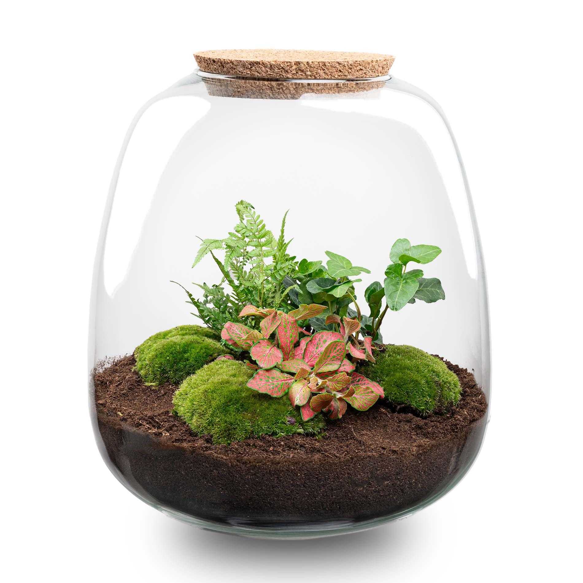Plant Terrarium - Emma - Diy Kit - ↑ 25 Cm - Ø 23 Cm - Afbeelding 17
