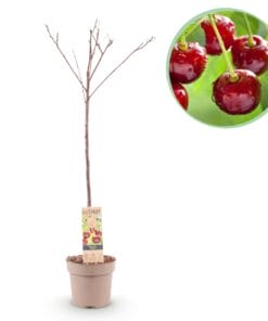 Kersenboom - Prunus Avium Regina  - Fruitplant - Rode Kers - Pot 21Cm Hoogte 90Cm