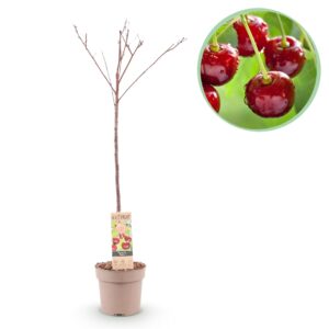 Kersenboom (Prunus avium 'Regina') – zoete eetbare kersen – pot 21 cm, ±90 cm