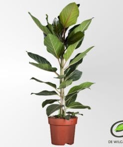 Ficus Benghalensis 'Joy' P21 - Ø21Cm - ↕90Cm