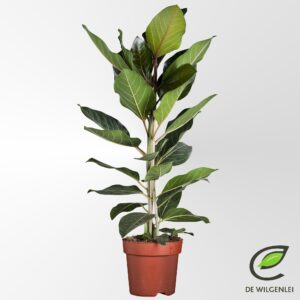 Ficus Benghalensis 'Joy' – elegante kamerplant – ±21 cm