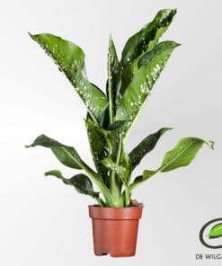 Dieffenbachia Seguine 'Caiman'® P21 - Ø21Cm - ↕75Cm
