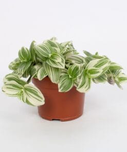 Tradescantia Abliflora Giant - White Beach 12Cm - Ø12Cm - ↕17Cm