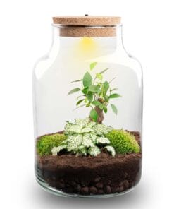 Planten Terrarium - Little Milky + Led Lamp ↑ 25 Cm