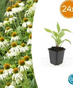 24X Echinacea P. 'White Swan' - ↕10-25Cm - Ø9Cm