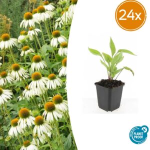 24X Echinacea P. 'White Swan' - ↕10-25Cm - Ø9Cm