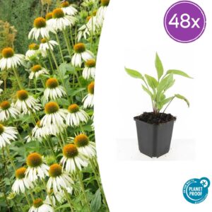 48X Echinacea P. 'White Swan' - ↕10-25Cm - Ø9Cm