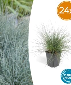 24X Festuca Glauca 'Elijah Bleu' - ↕10-25Cm - Ø9Cm