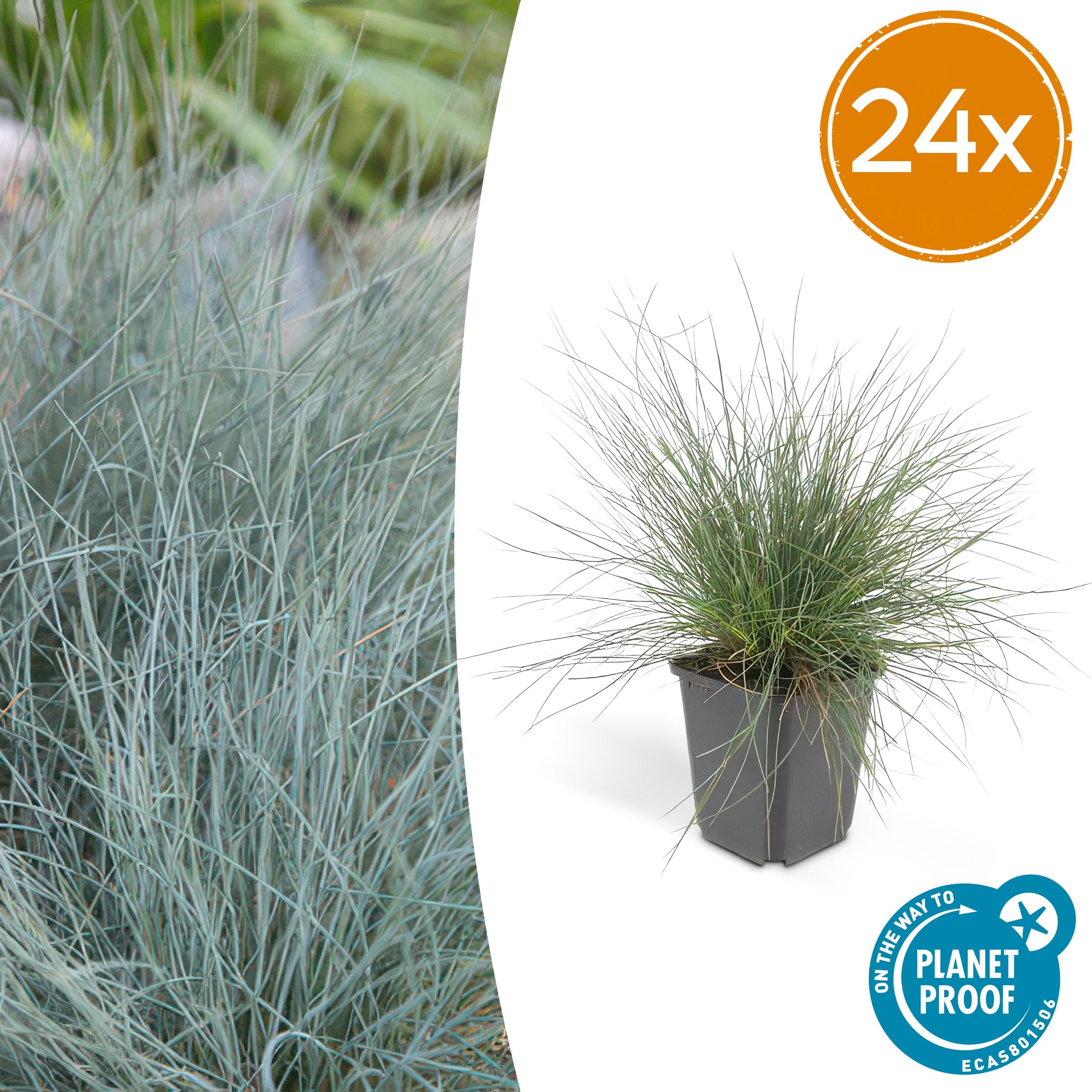 24X Festuca Glauca 'Elijah Bleu' - ↕10-25Cm - Ø9Cm
