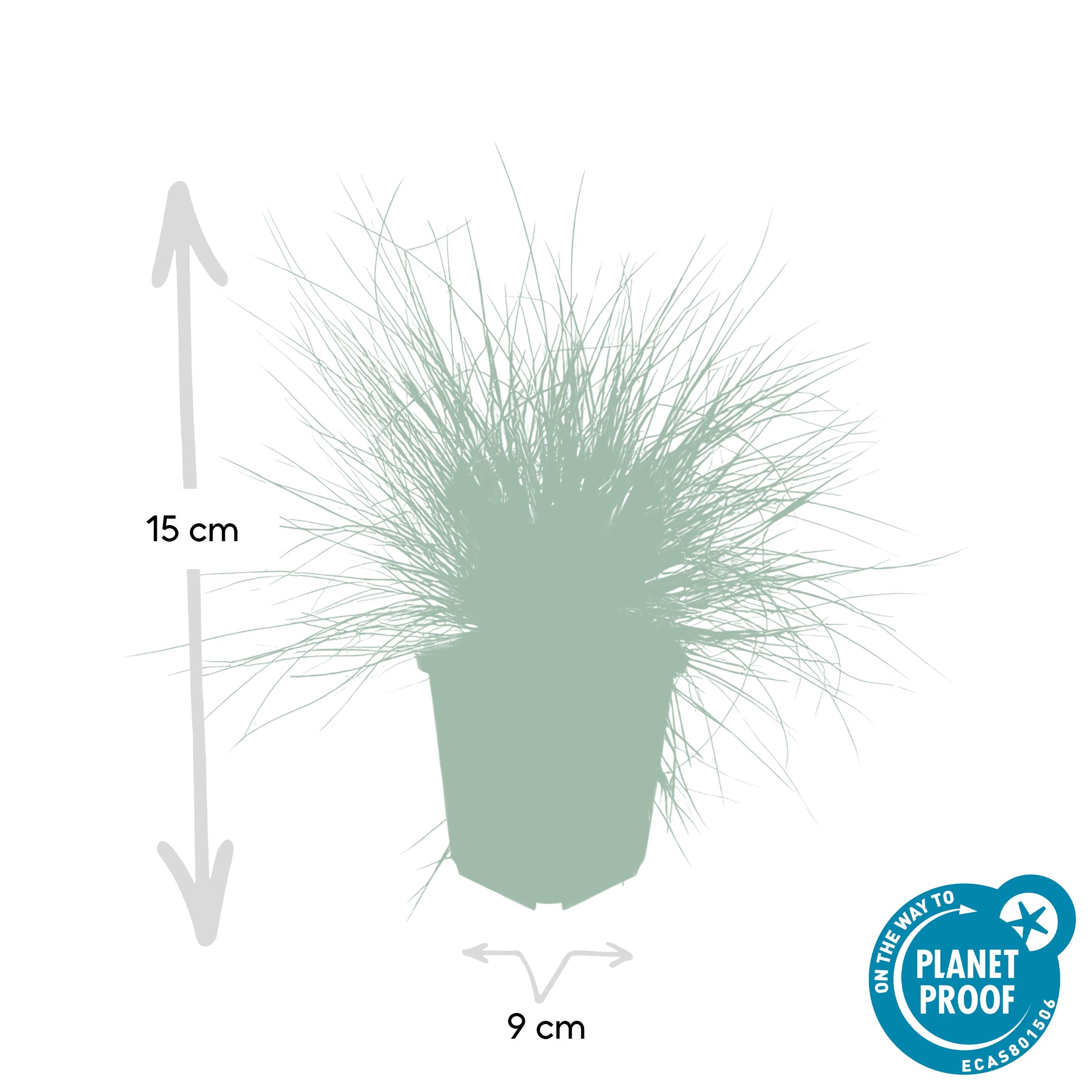 24X Festuca Glauca 'Elijah Bleu' - ↕10-25Cm - Ø9Cm - Afbeelding 2