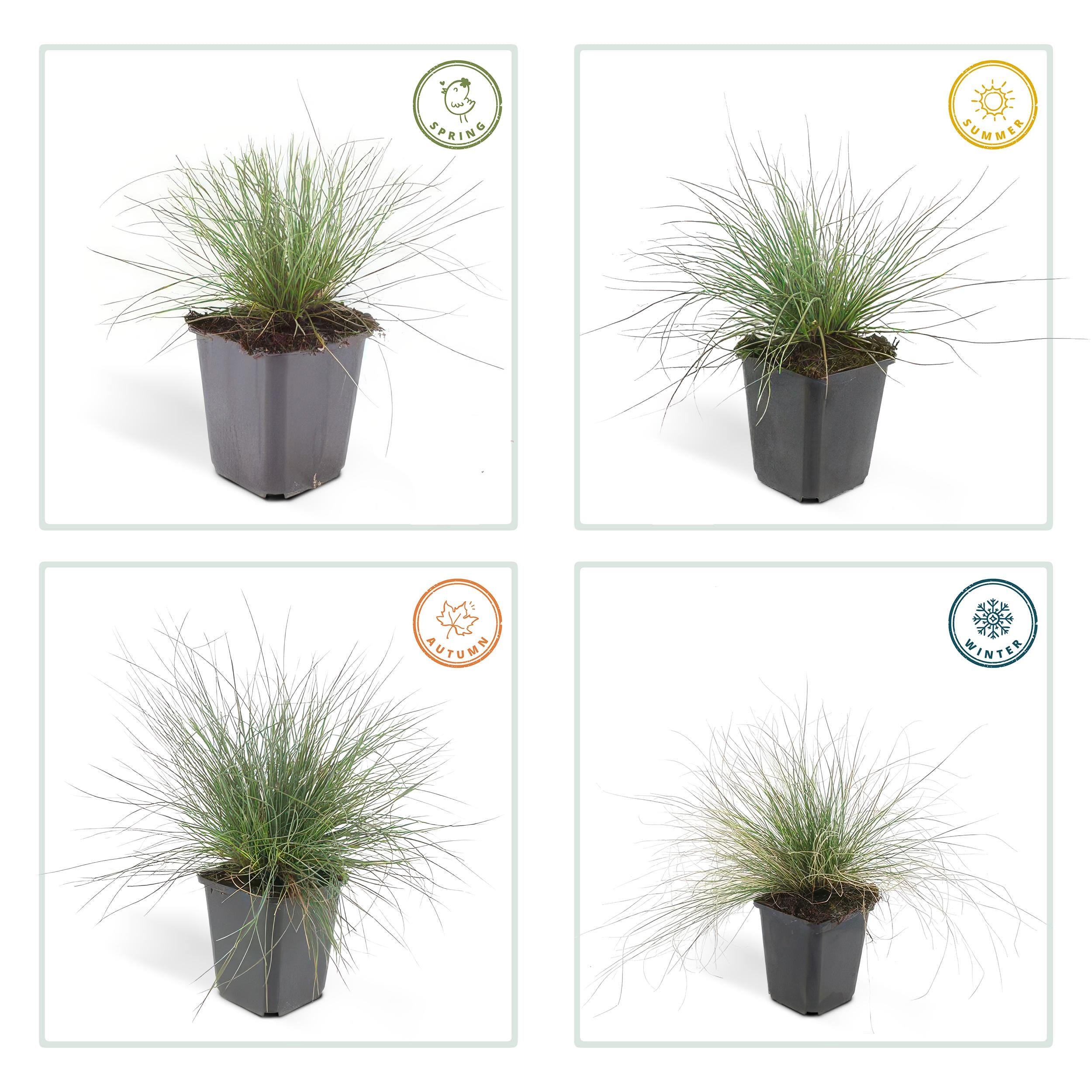 24X Festuca Glauca 'Elijah Bleu' - ↕10-25Cm - Ø9Cm - Afbeelding 4