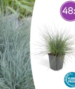 48X Festuca Glauca 'Elijah Bleu' - ↕10-25Cm - Ø9Cm