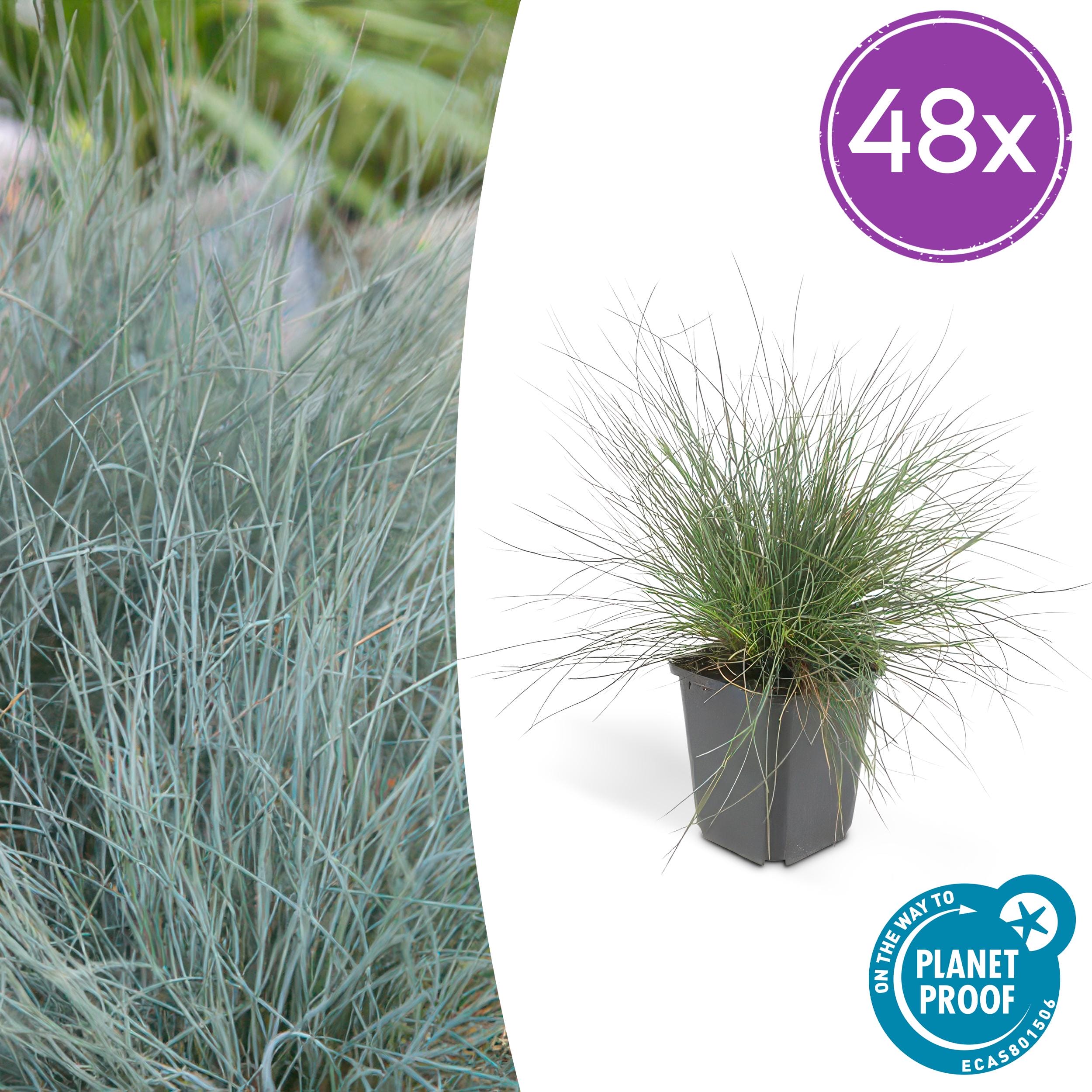 48X Festuca Glauca 'Elijah Bleu' - ↕10-25Cm - Ø9Cm