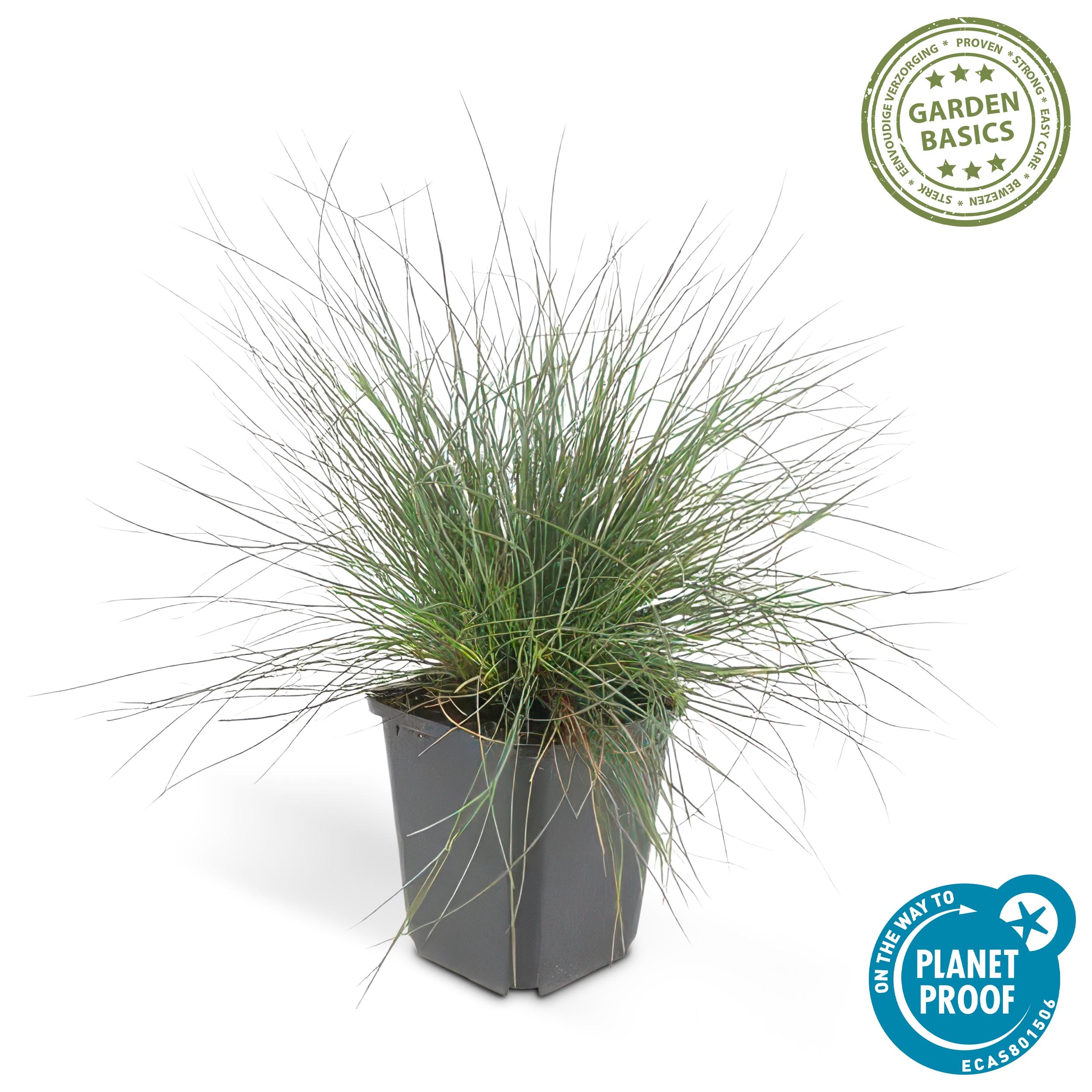48X Festuca Glauca 'Elijah Bleu' - ↕10-25Cm - Ø9Cm - Afbeelding 3