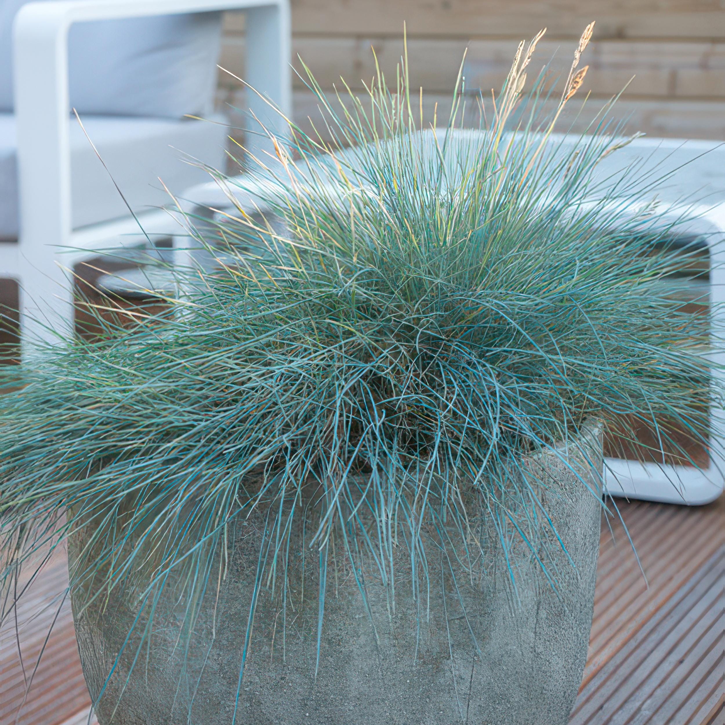 48X Festuca Glauca 'Elijah Bleu' - ↕10-25Cm - Ø9Cm - Afbeelding 6
