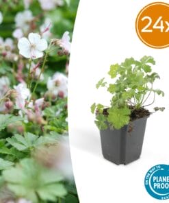 24X Geranium Cant. 'Biokovo' - ↕10-25Cm - Ø9Cm