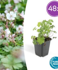 48X Geranium Cant. 'Biokovo' - ↕10-25Cm - Ø9Cm