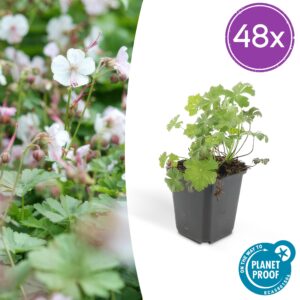 48X Geranium Cant. 'Biokovo' - ↕10-25Cm - Ø9Cm