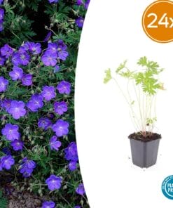 24X Geranium 'Johnson's Blue' - ↕10-25Cm - Ø9Cm