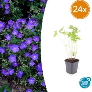 24X Geranium 'Johnson's Blue' - ↕10-25Cm - Ø9Cm