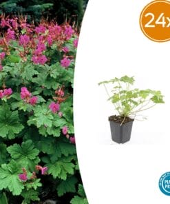 24X Geranium Macr. 'Czakor' - ↕10-25Cm - Ø9Cm