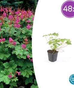 48X Geranium Macr. 'Czakor' - ↕10-25Cm - Ø9Cm
