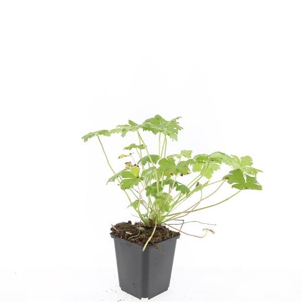 24X Geranium 'Tiny Monster' - ↕10-25Cm - Ø9Cm - Afbeelding 2