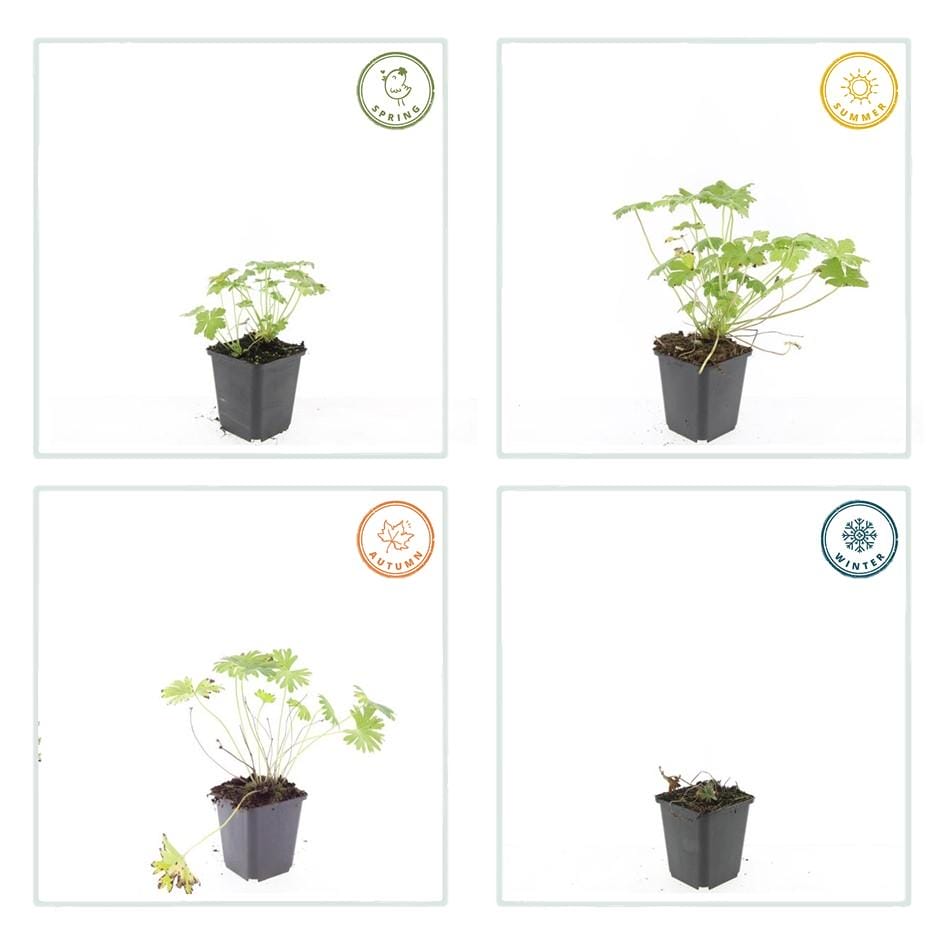 24X Geranium 'Tiny Monster' - ↕10-25Cm - Ø9Cm - Afbeelding 5