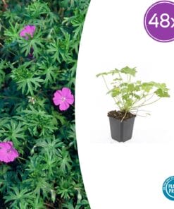 48X Geranium 'Tiny Monster' - ↕10-25Cm - Ø9Cm