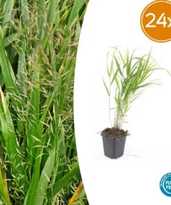 24X Hakonechloa Macra - ↕10-25Cm - Ø9Cm