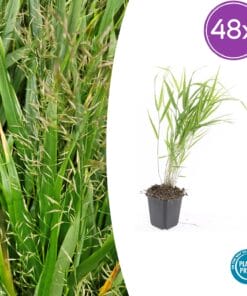 48X Hakonechloa Macra - ↕10-25Cm - Ø9Cm