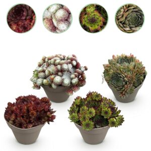 Huislook (Sempervivum 'Big Sam') – droogtebestendige – 4 planten, pot 14 cm, ±17 cm hoog