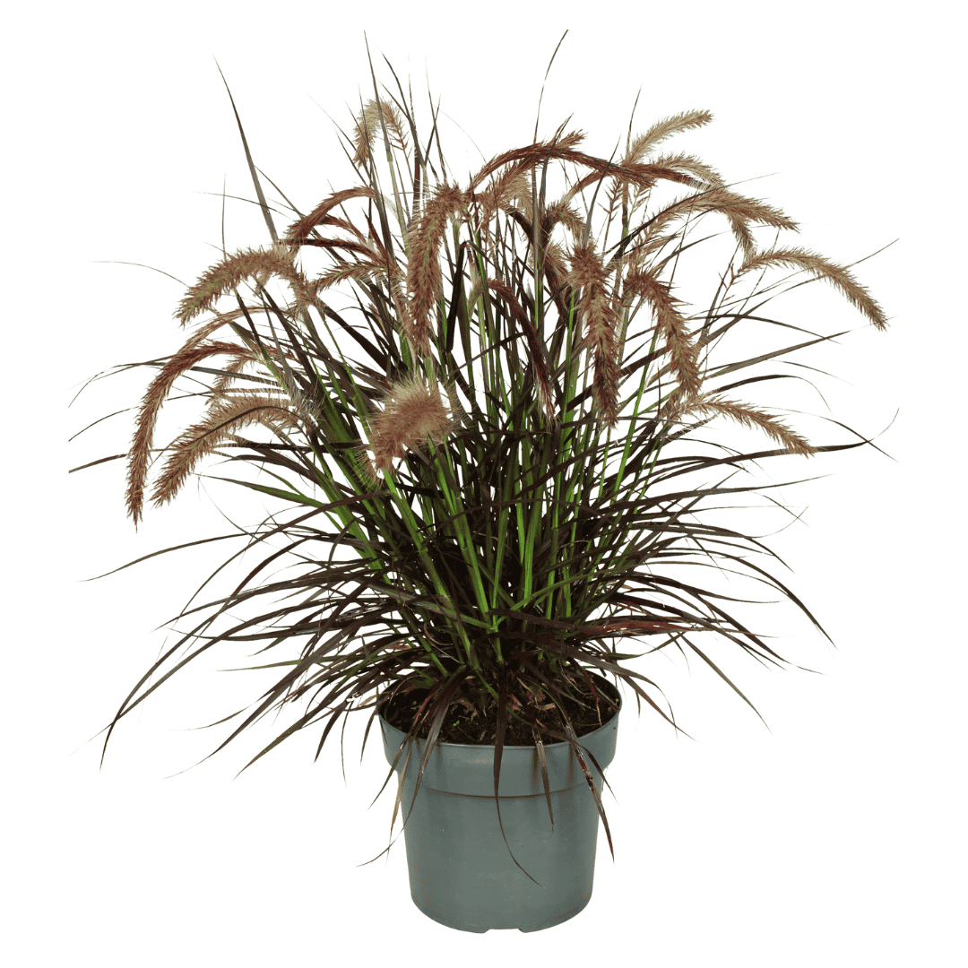 2 X Pennisetum 'Tiny Tails' - Ø19 Cm - ↨ 40-50 Cm - Afbeelding 2