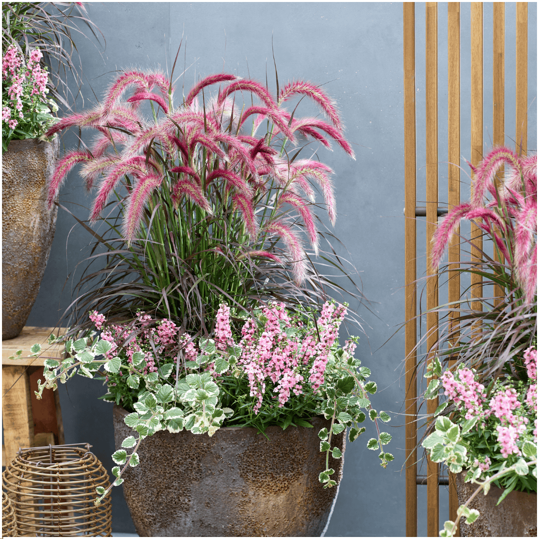 2 X Pennisetum 'Tiny Tails' - Ø19 Cm - ↨ 40-50 Cm - Afbeelding 3