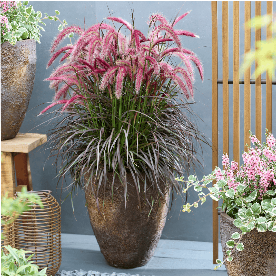 2 X Pennisetum 'Tiny Tails' - Ø19 Cm - ↨ 40-50 Cm - Afbeelding 5