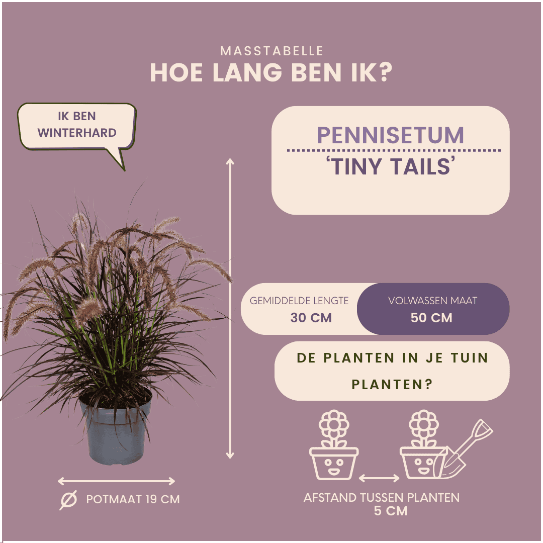 2 X Pennisetum 'Tiny Tails' - Ø19 Cm - ↨ 40-50 Cm - Afbeelding 6