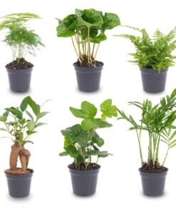 Planten Set - Groen - 6 Groene Planten - Potmaat 6