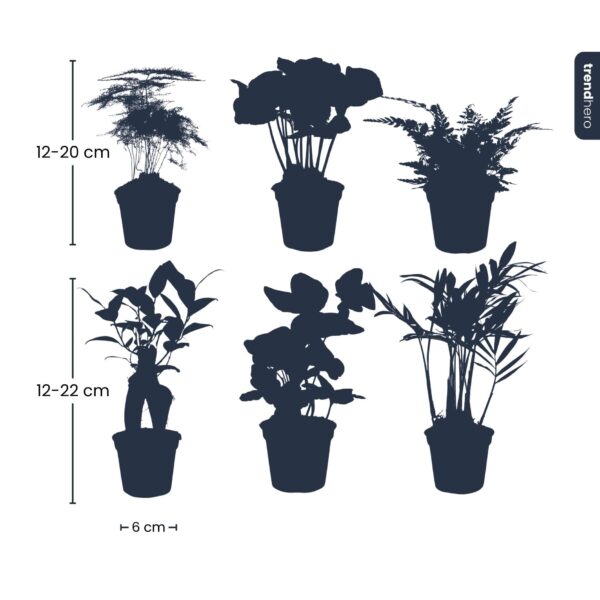 Vetplanten Mix – 6 Planten In Pot Van 9 Cm – Onderhoudsvriendelijk, Voor Binnen & Buiten – Starterset Voor Zonnige Vensterbank