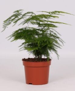 Asparagus Setaceus - Ø12Cm - ↕28Cm