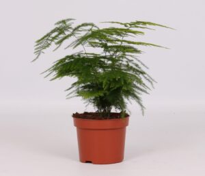 Asparagus Setaceus - Ø12Cm - ↕28Cm