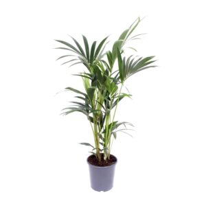Kentia Palm (Howea forsteriana) – elegante palmkamerplant – ±21 cm