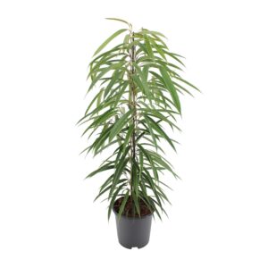 Ficus Binnendijkii 'Alii' – slanke bladeren en elegante stam – ±21 cm
