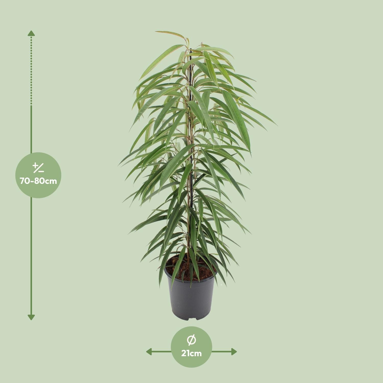 Ficus Binnendijkii Alii - Ø21Cm - ↕80Cm - Afbeelding 2