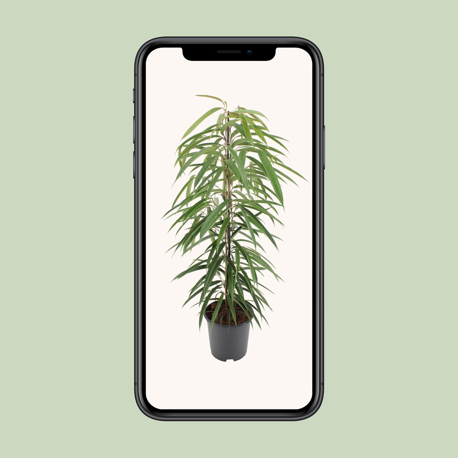 Ficus Binnendijkii Alii - Ø21Cm - ↕80Cm - Afbeelding 9